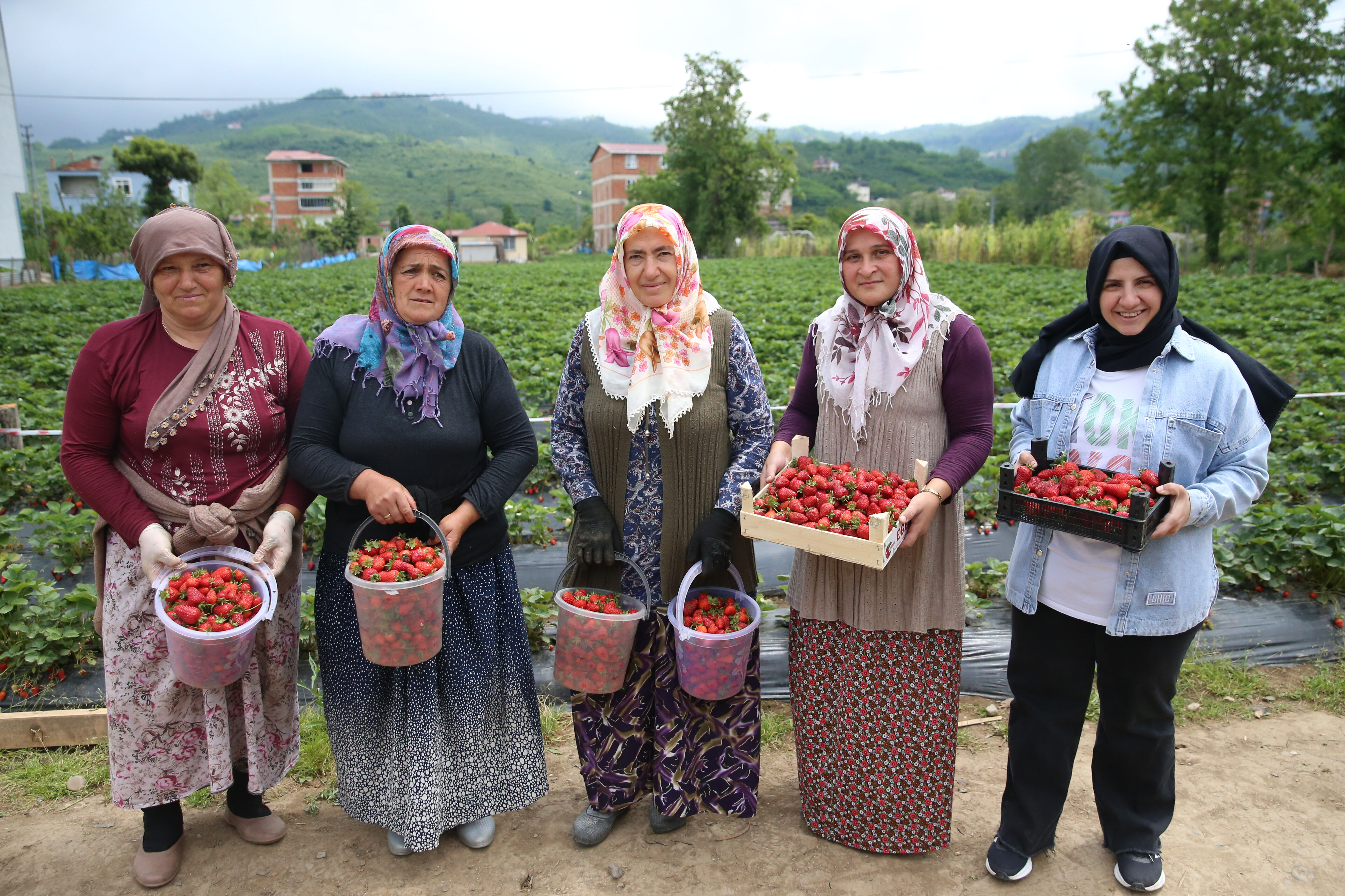 Kilosu 200 liradan satışta! &Uuml;retimi &ccedil;ok zor, toplaması fındıktan kolay... Kapış kapış gidiyor - 5. Resim