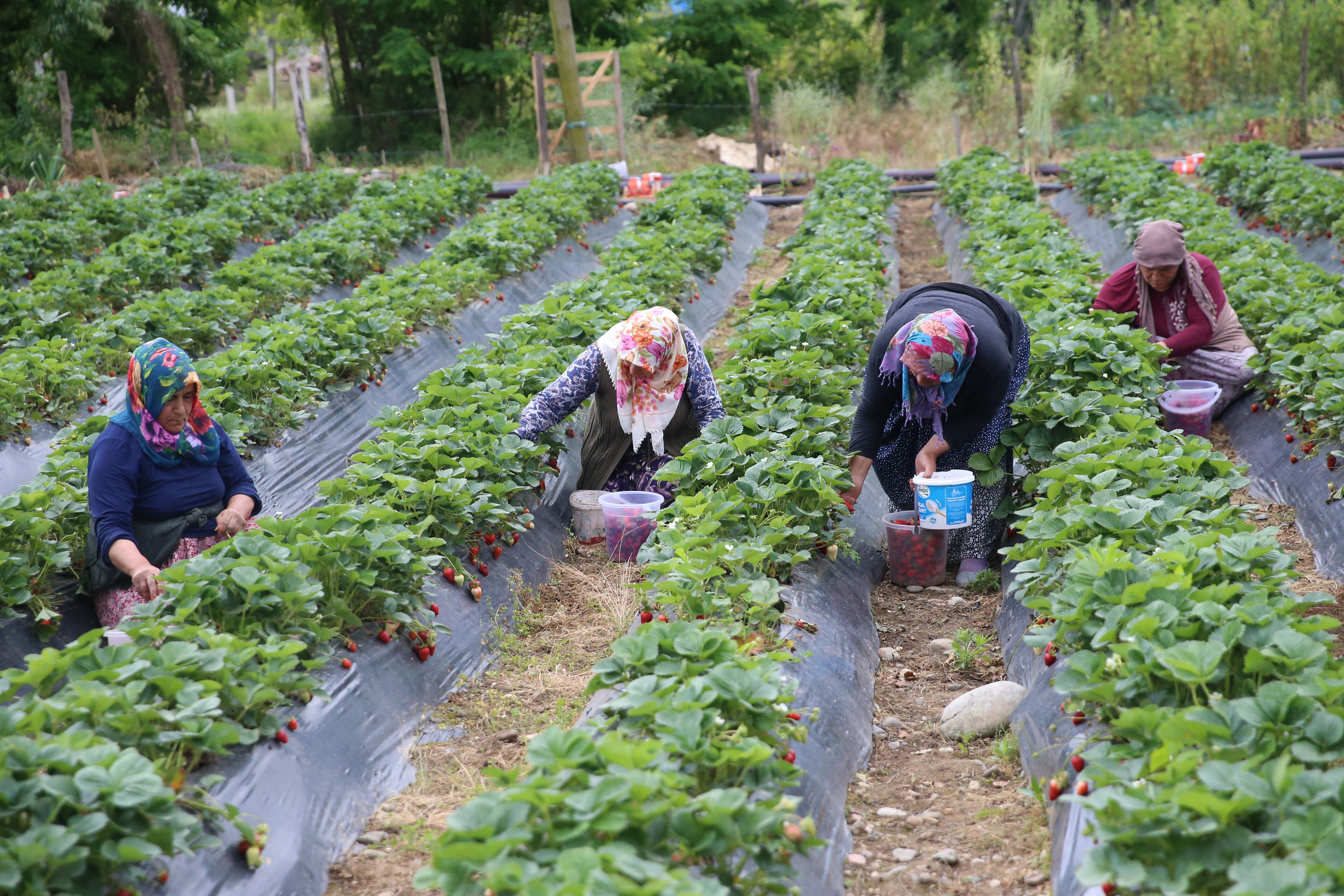Kilosu 200 liradan satışta! &Uuml;retimi &ccedil;ok zor, toplaması fındıktan kolay... Kapış kapış gidiyor - 3. Resim
