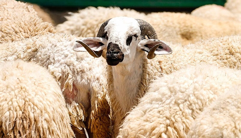 Kurban coşkusu başladı: Şehit yakınları ve gazilere dağıtıldı - 1. Resim