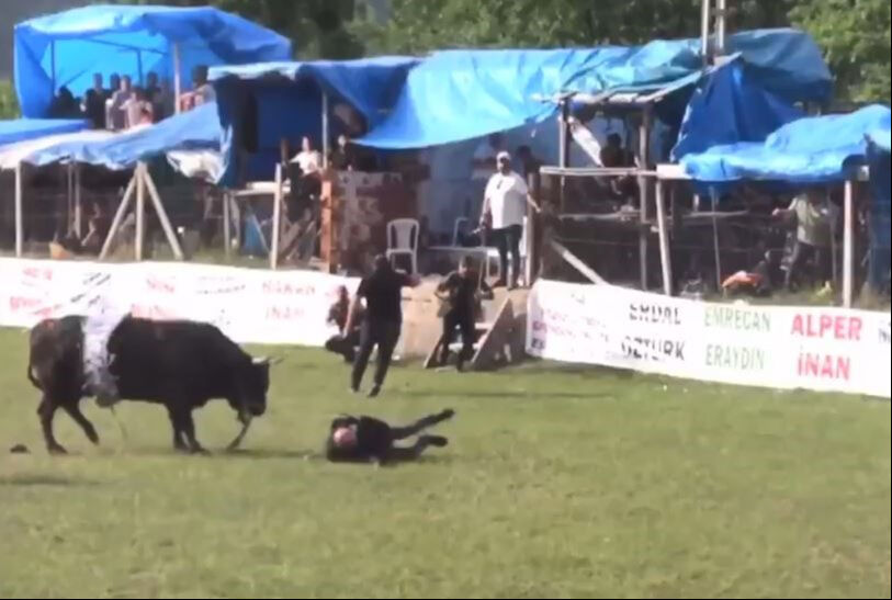 Şampiyon boğa çıldırdı! Horon oynayan kalabalığın içinde sahibine saldırdı! - 1. Resim