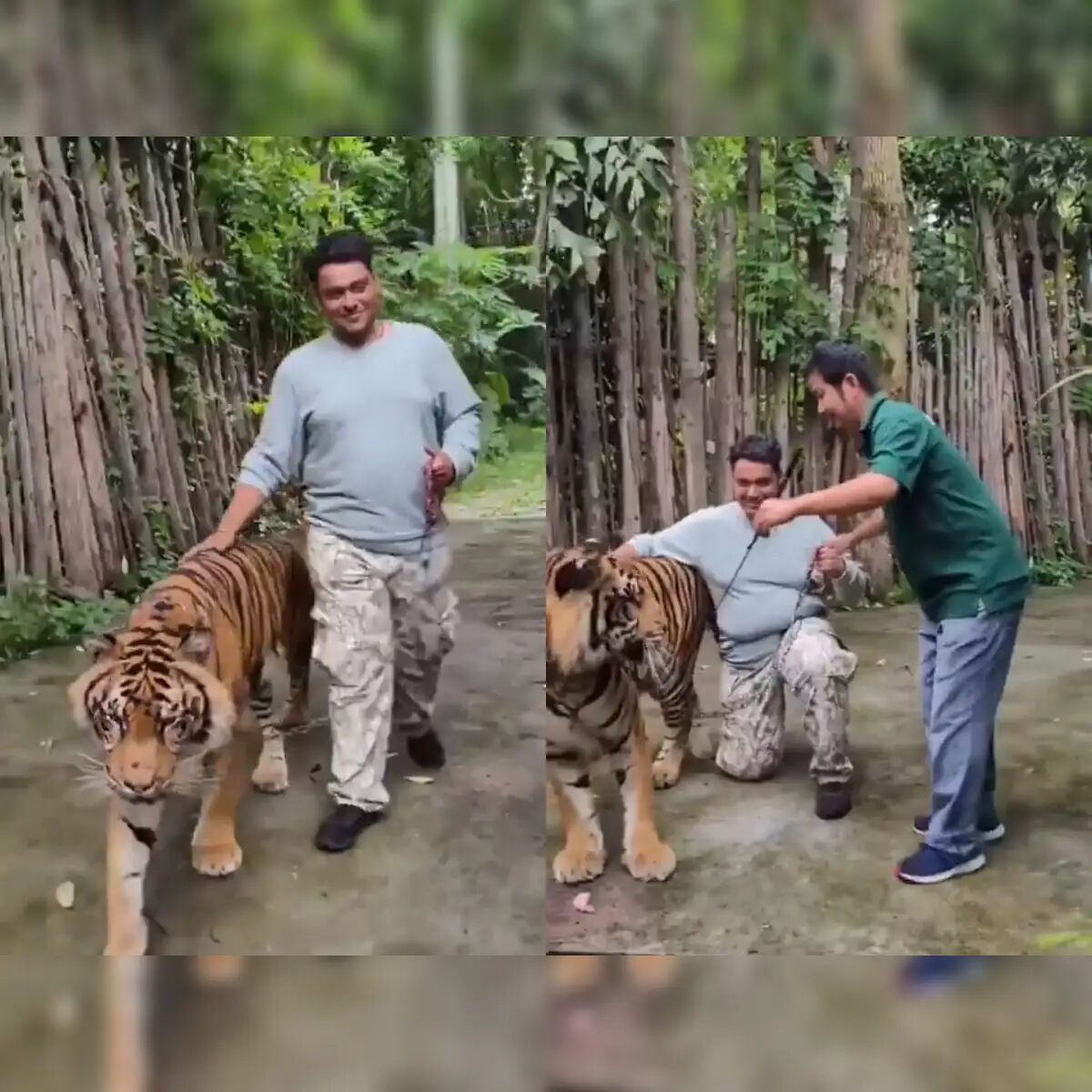 Selfie çekmeye çalışan turiste kaplan saldırdı! - 1. Resim