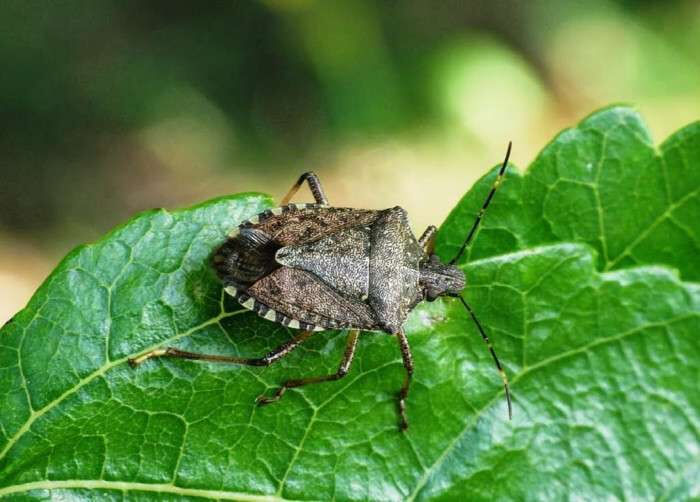 Çiftçinin kahverengi kokarca kabusu devam ediyor! Çözüm kimyasal mücadele olabilir... - 1. Resim