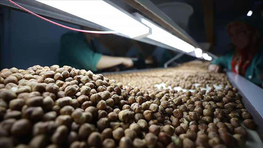 Dünya pazarlarını fethetti, Türkiye'ye milyon dolarlar kazandırdı! Fındıkta ihracat patlaması - 1. Resim