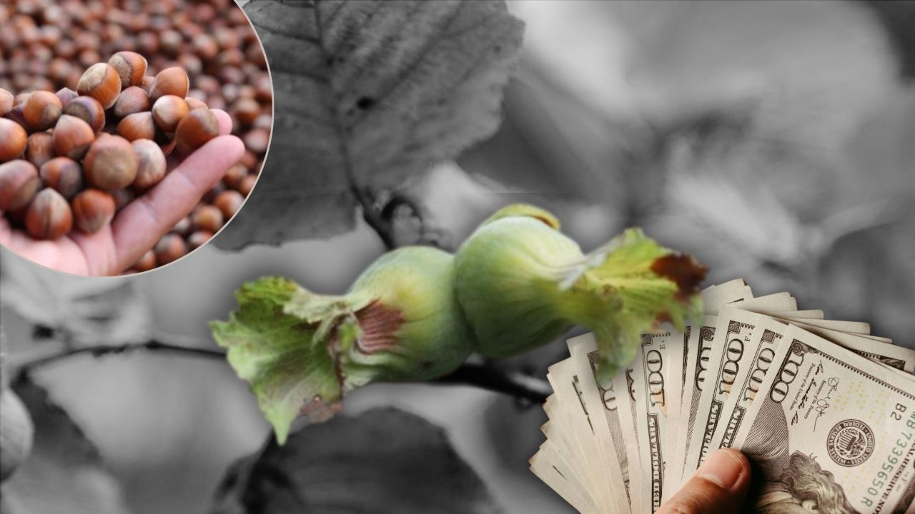 Dünya pazarlarını fethetti, Türkiye&#039;ye milyon dolarlar kazandırdı! Fındıkta ihracat patlaması