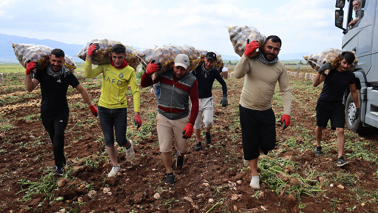 Günde 2 bin 500 lira kazanıyorlar! Tarlada hasat başladı, aylık kazançları 100 bini buluyor - 1. Resim