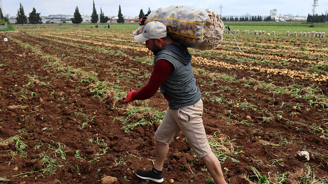 Günde 2 bin 500 lira kazanıyorlar! Tarlada hasat başladı, aylık kazançları 100 bini buluyor - 2. Resim