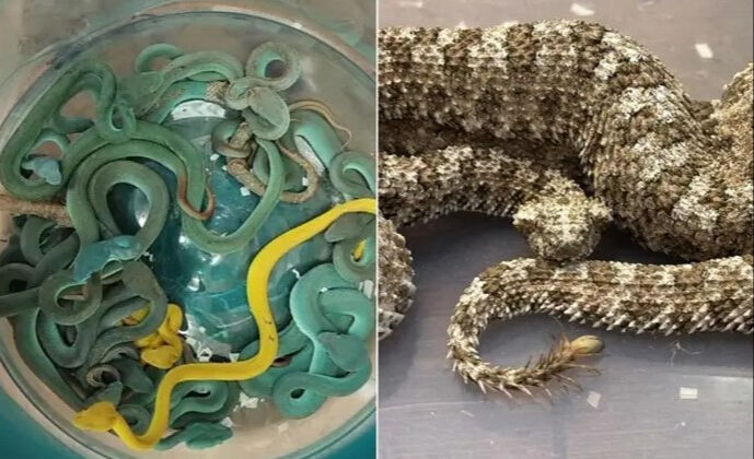 Havalimanında büyük panik! Valizinden onlarca zehirli yılan ve kaplumbağa çıktı - 1. Resim