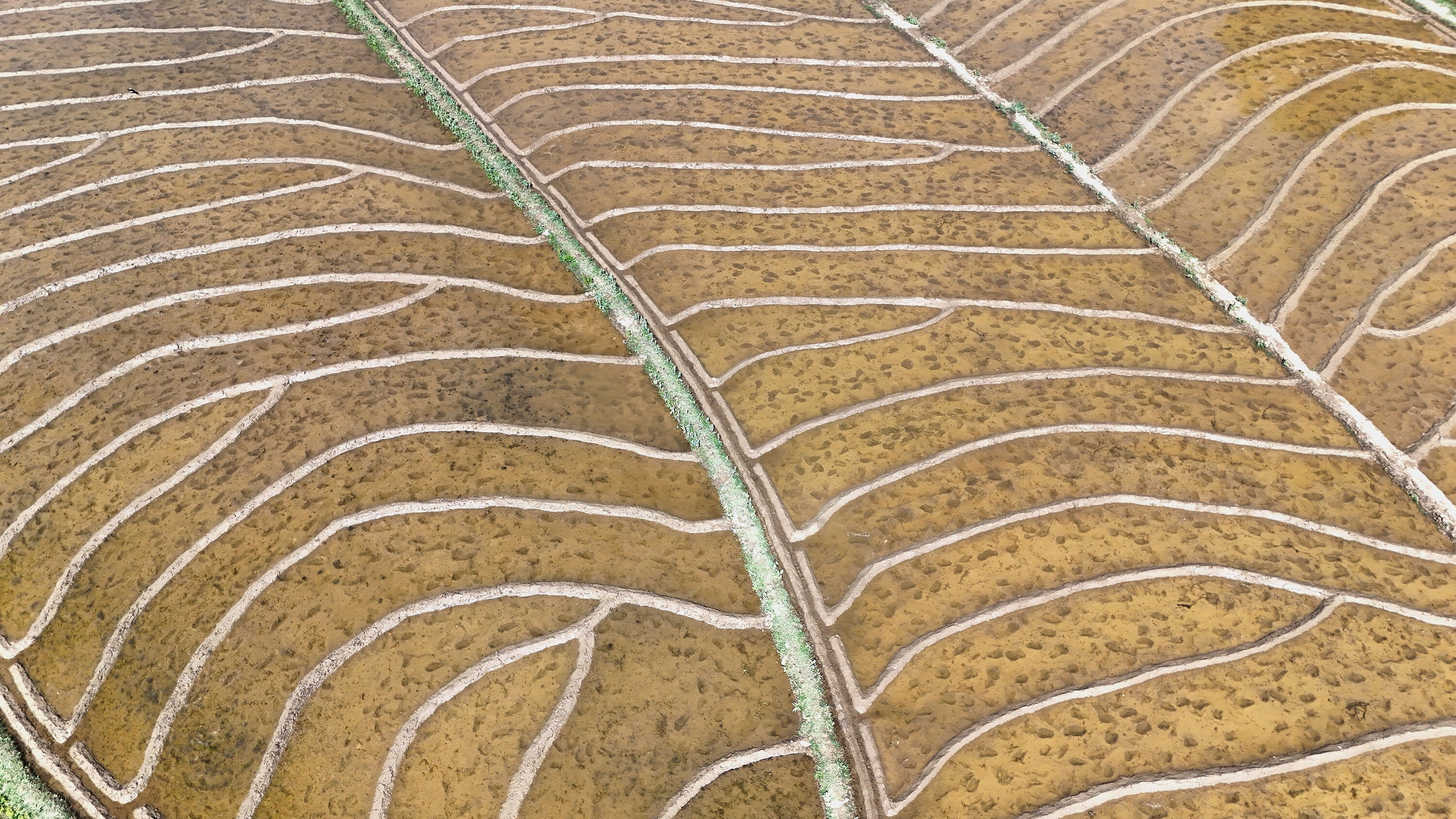 Kilosu 100 lira! İşe günün ilk ışıklarıyla başlıyorlar, geleneksel yöntemlerle çalışıyorlar - 2. Resim