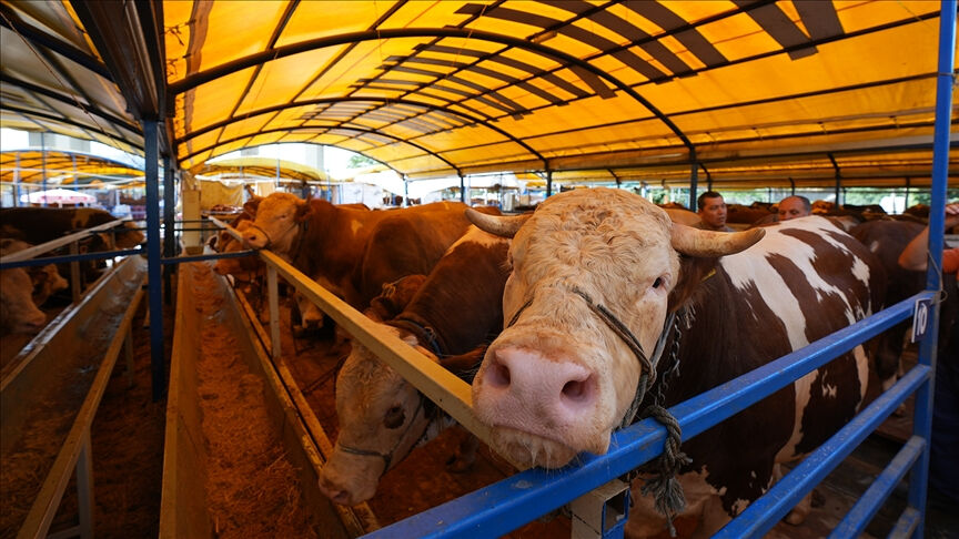 Kredi kartı, taksitle veya banka kredisi ile kurban alınır mı? Kredi kartı, taksitle veya banka kredisi ile kurban alınır mı? - 1. Resim