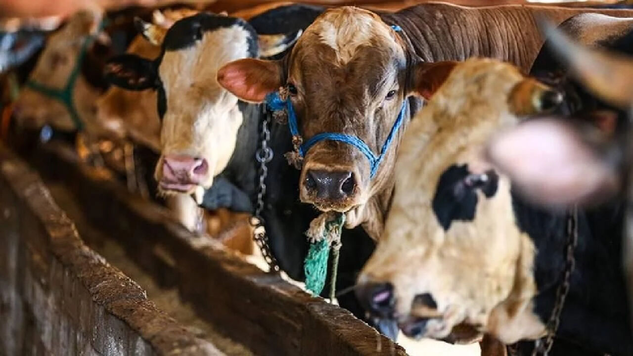 Kurban Bayramı öncesi pazarlıklar sıkı! Fiyatlar belli oluyor: Küçükbaş 15, büyükbaş 70 bin TL - 2. Resim