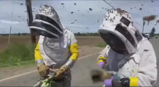 Ülkede arı alarmı! Kamyon devrildi, 250 milyon tanesi firar etti - 2. Resim