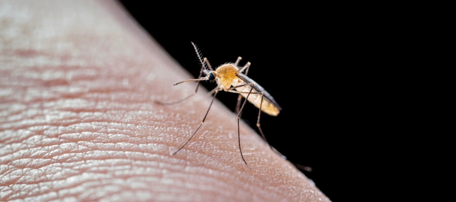 Yunanistan'da virüs alarmı! Son 15 yılda 300'e yakın kişi hayatını kaybetti - 2. Resim