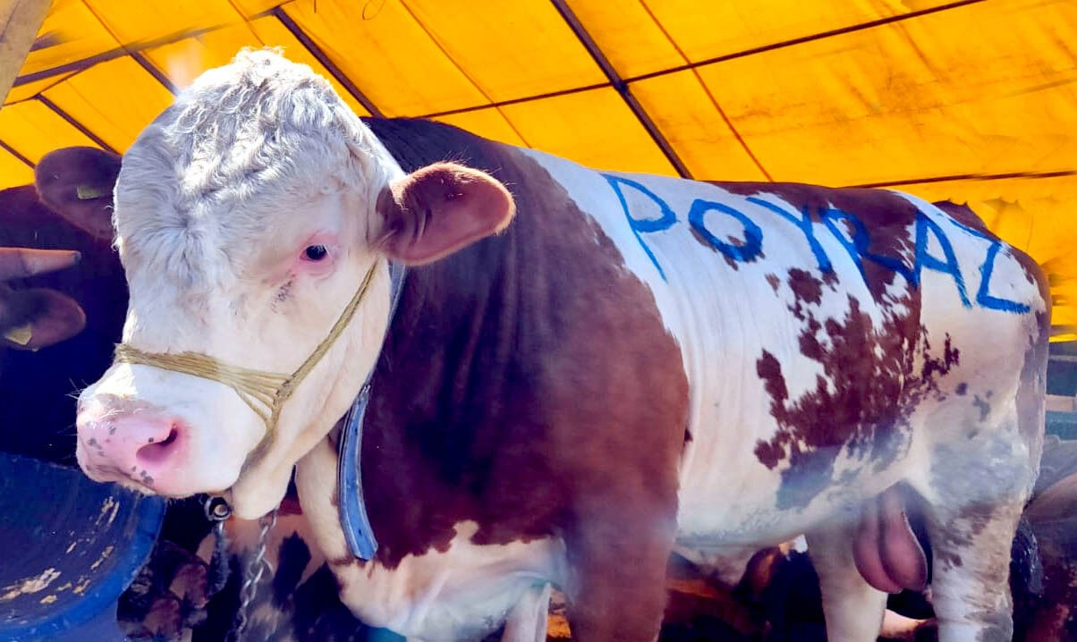 1 ton 250 kiloluk Poyraz ilk günden alıcısını buldu: Kurban pazarının 'en büyüğü' bakın ne kadara satıldı! 1 ton 250 kiloluk Poyraz ilk günden satıldı: Kurban pazarının 'en büyüğü' bakın ne kadara satıldı! - 2. Resim