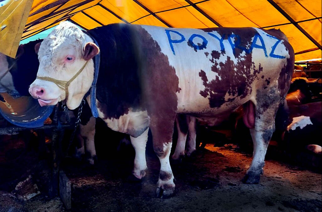 1 ton 250 kiloluk Poyraz ilk günden alıcısını buldu: Kurban pazarının 'en büyüğü' bakın ne kadara satıldı! 1 ton 250 kiloluk Poyraz ilk günden satıldı: Kurban pazarının 'en büyüğü' bakın ne kadara satıldı! - 1. Resim