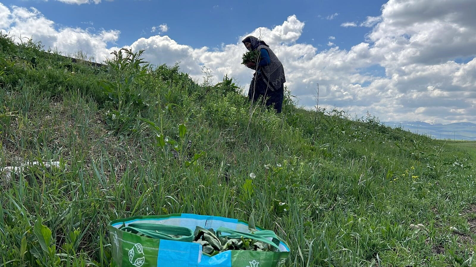 Doğada kendiliğinden yetişiyor! Şifa deposunun kilosu internette bin lirayı buluyor - 2. Resim