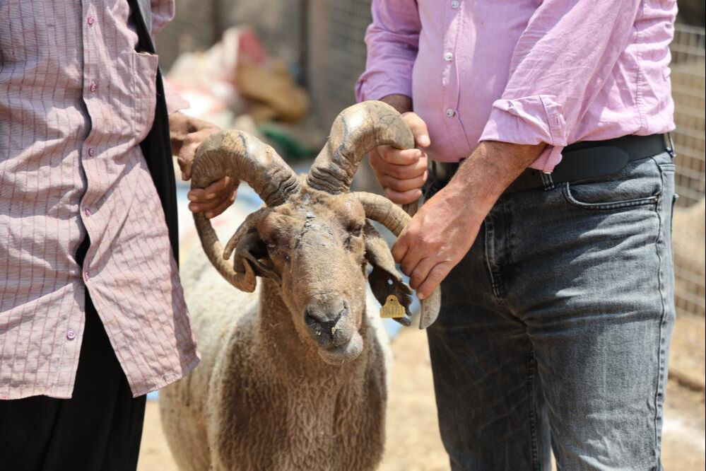 Dördü de 4 boynuzlu! Kurban Bayramı öncesi ilgi çekiyor... Tanesi 25 bin lira - 2. Resim