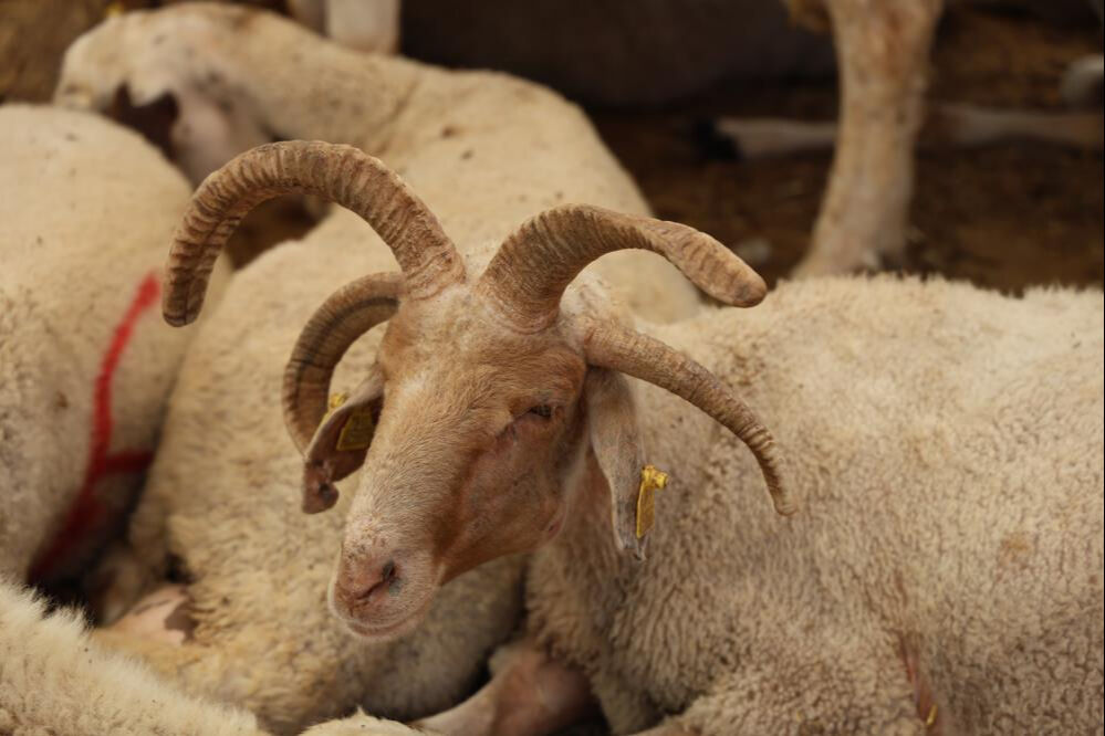 Dördü de 4 boynuzlu! Kurban Bayramı öncesi ilgi çekiyor... Tanesi 25 bin lira - 3. Resim