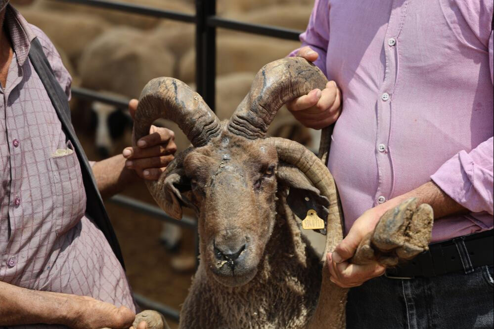 Dördü de 4 boynuzlu! Kurban Bayramı öncesi ilgi çekiyor... Tanesi 25 bin lira - 1. Resim