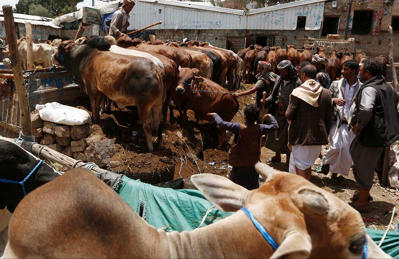 Hörgüçlü büyükbaşlar pazarın gözdesi! Bu ırkın özellikleri şaşırtıyor - 3. Resim