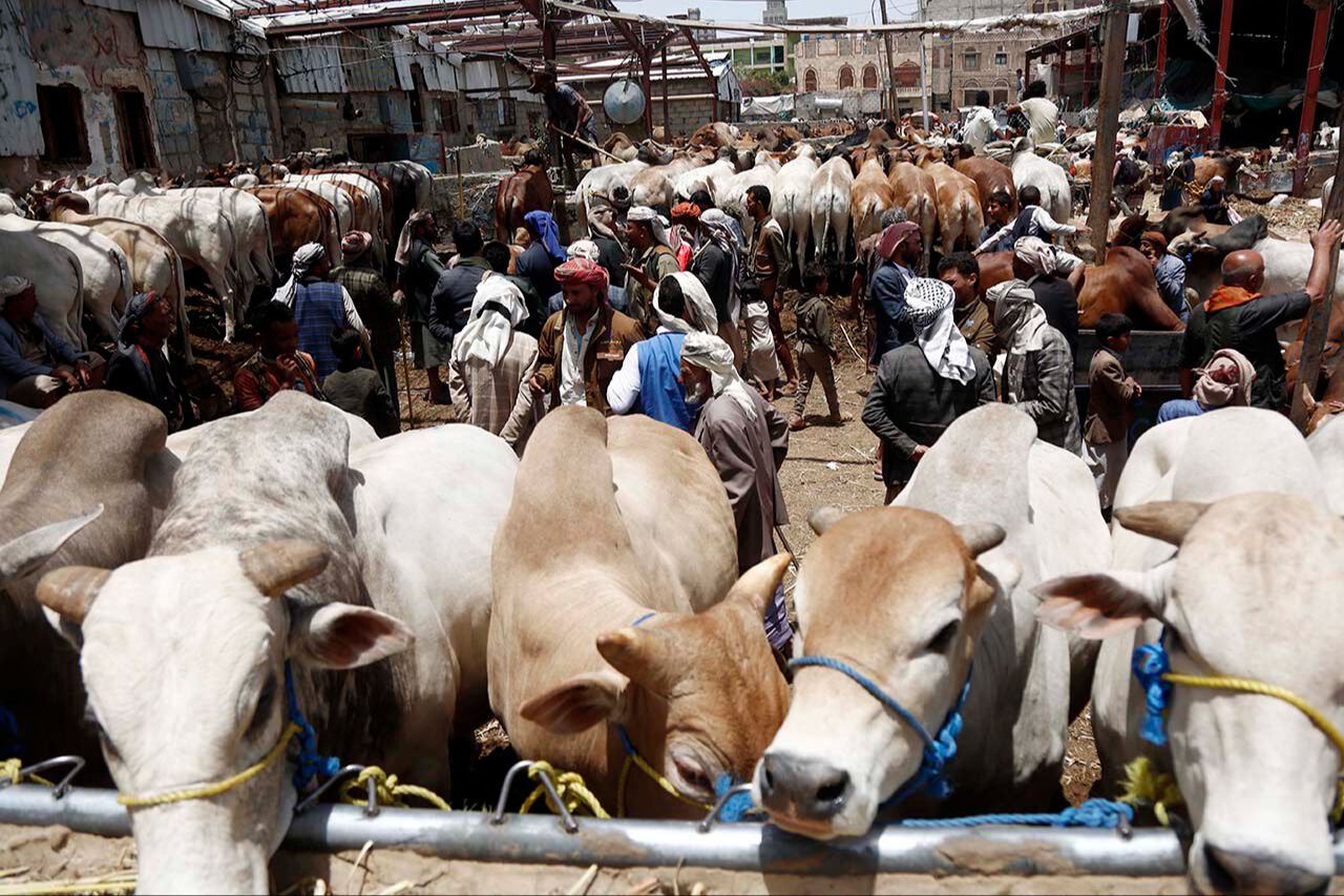 Hörgüçlü büyükbaşlar pazarın gözdesi! Bu ırkın özellikleri şaşırtıyor - 2. Resim