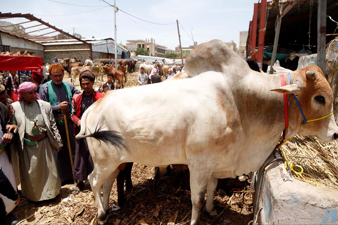 Hörgüçlü büyükbaşlar pazarın gözdesi! Bu ırkın özellikleri şaşırtıyor - 1. Resim