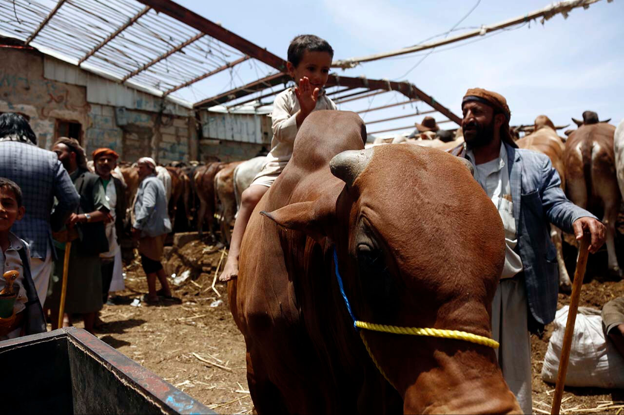 Hörgüçlü büyükbaşlar pazarın gözdesi! Bu ırkın özellikleri şaşırtıyor - 4. Resim