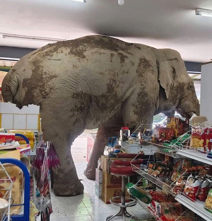 Markete girip abur cuburları yedi! Dev fili görenler gözlerine inanamadı - 1. Resim