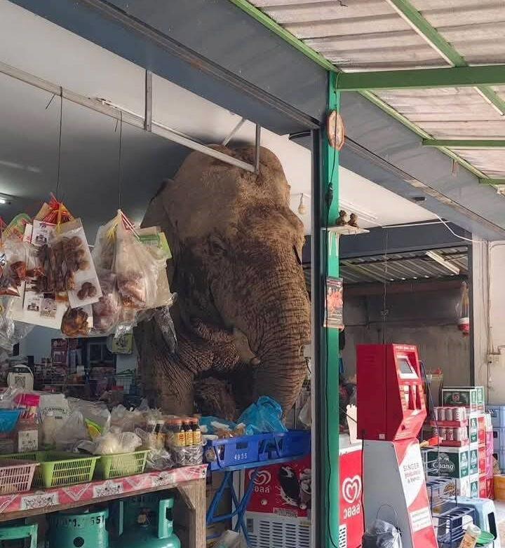 Markete girip abur cuburları yedi! Dev fili görenler gözlerine inanamadı - 3. Resim