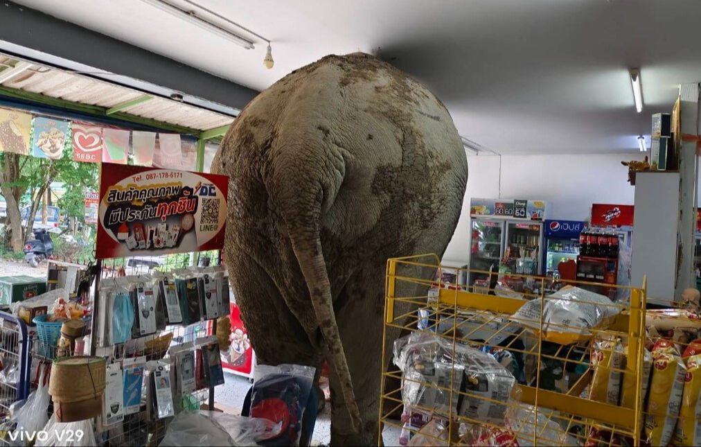 Markete girip abur cuburları yedi! Dev fili görenler gözlerine inanamadı - 2. Resim