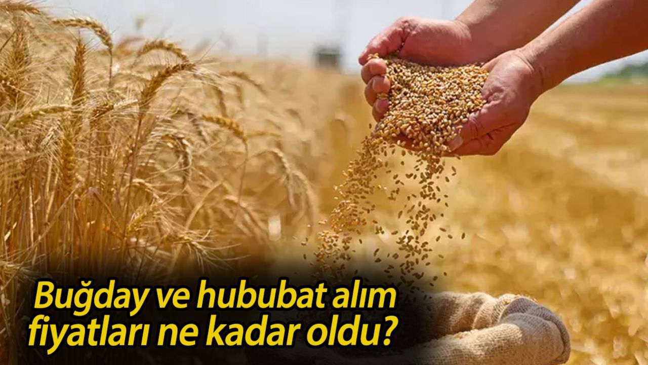 TMO buğday fiyatları 2025! Buğday ve hububat alım fiyatları ne kadar oldu? TMO buğday fiyatları 2025! Buğday ve hububat alım fiyatları ne kadar oldu?
