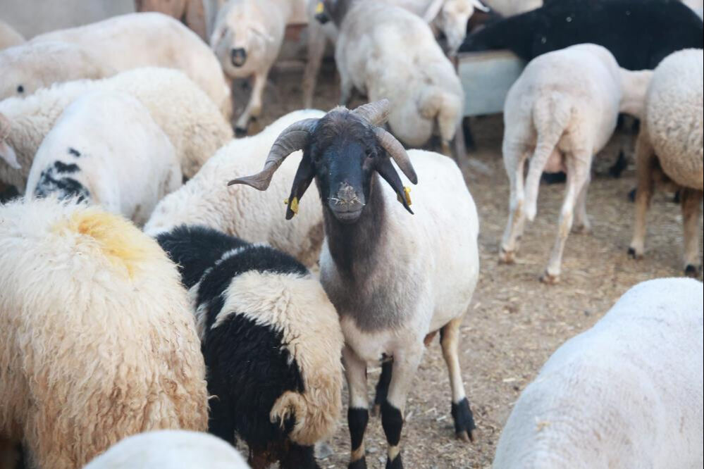 200 hayvan arasında direkt göze çarpıyor! İki kat fiyat verdiler yine satmadı... 'Ahırın süsü'ne ilgi büyük 200 hayvan arasında direk göze çarpıyor! İki kat fiyat verdiler yine satmadı... 'Ahırın süsü'ne ilgi büyük - 1. Resim