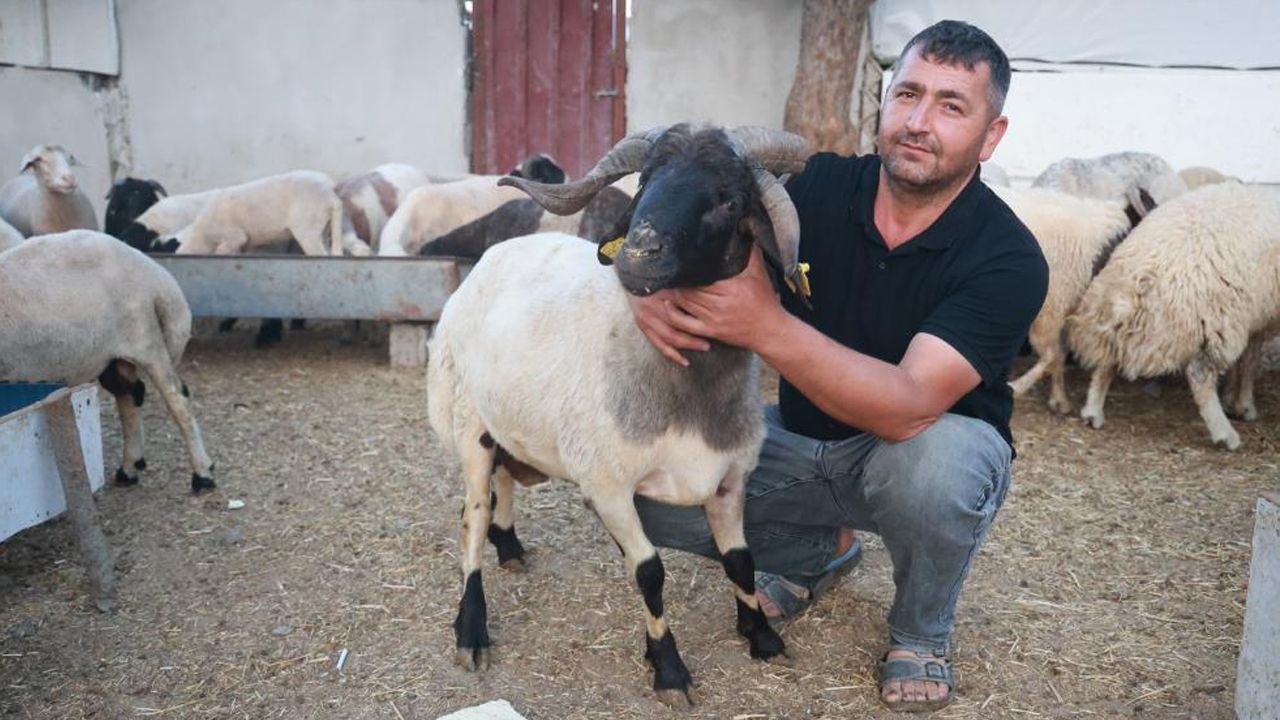 200 hayvan arasında direkt göze çarpıyor! İki kat fiyat verdiler yine satmadı... 'Ahırın süsü'ne ilgi büyük 200 hayvan arasında direkt göze çarpıyor! İki kat fiyat verdiler yine satmadı... 'Ahırın süsü'ne ilgi büyük