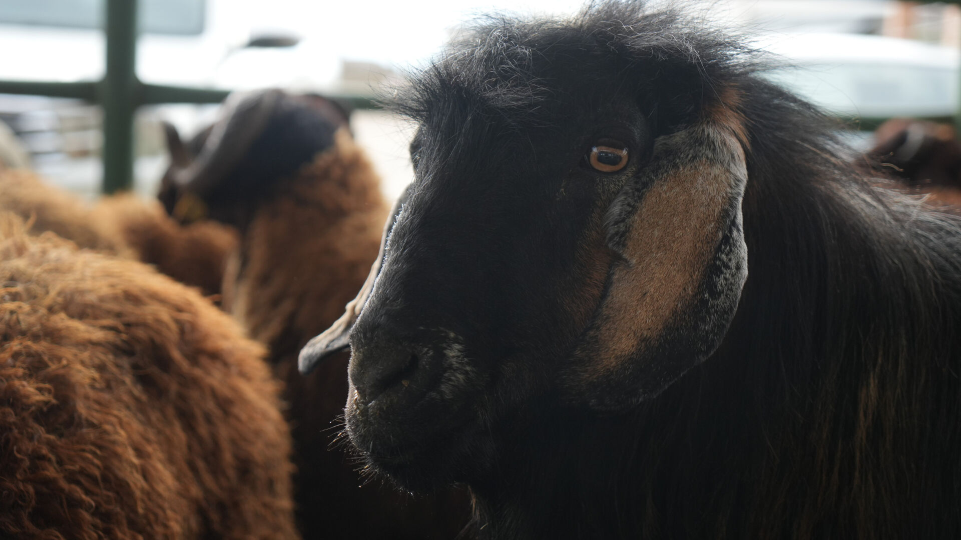 'Bayramı beklemesinler' diyerek uyardı!