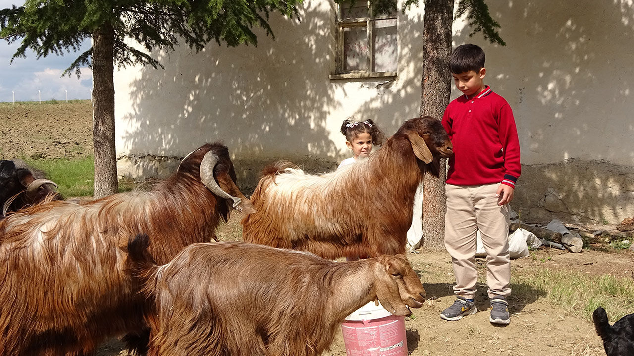 Boş vaktinde &ccedil;obanlık yapan Emir Ali sınavdan 500 tam puan aldı, babası: Bu dereceyi zaten bekliyordum - 2. Resim