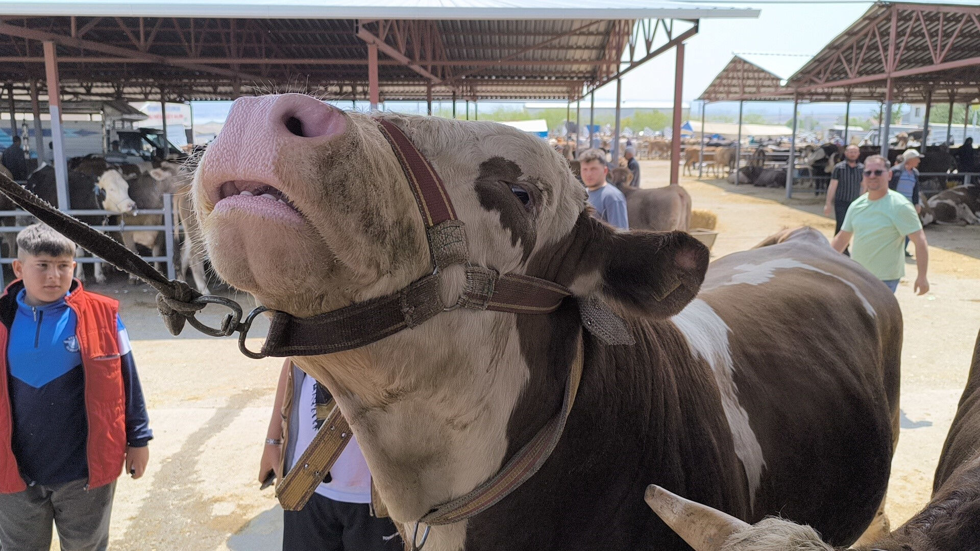 Bu kurbanlık rekor fiyata satıldı! Pazarın gözdesiydi, fiyatı dudak uçuklattı - 2. Resim