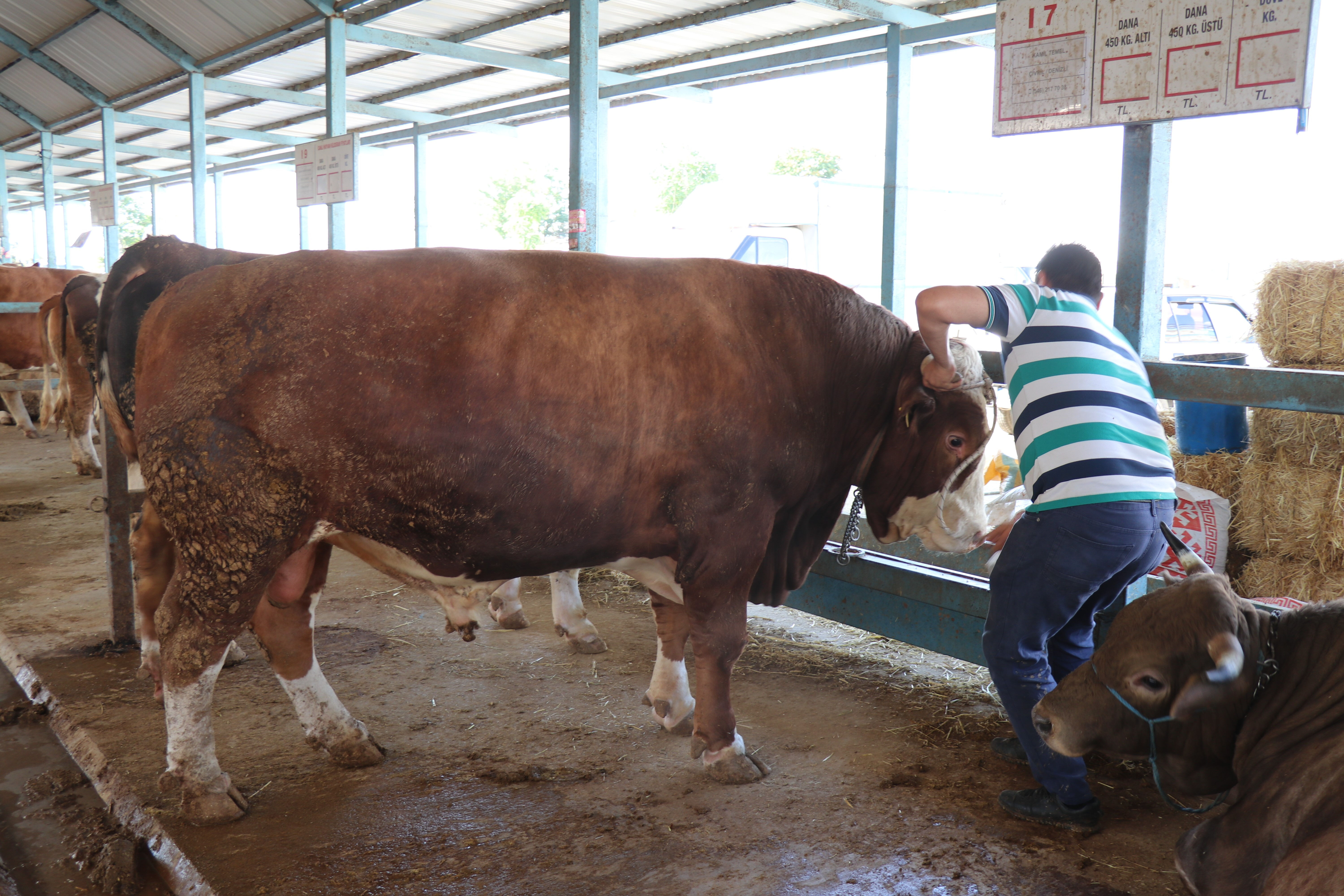 Gören bir daha bakıyor, 1 ton 50 kilo! Dev kurbanlık bakın kaç paraya satıldı Gören bir daha bakıyor, 1 ton 50 kilo! Dev kurbanlık bakın kaç paraya satıldı - 1. Resim