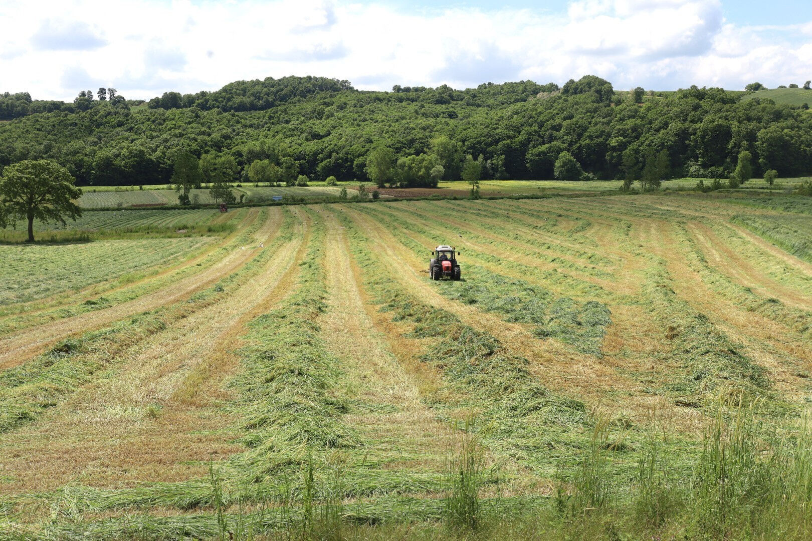Hasat başladı, yılda 5 kez mahsul veriyor! Çiftçiye can suyu olacak - 2. Resim