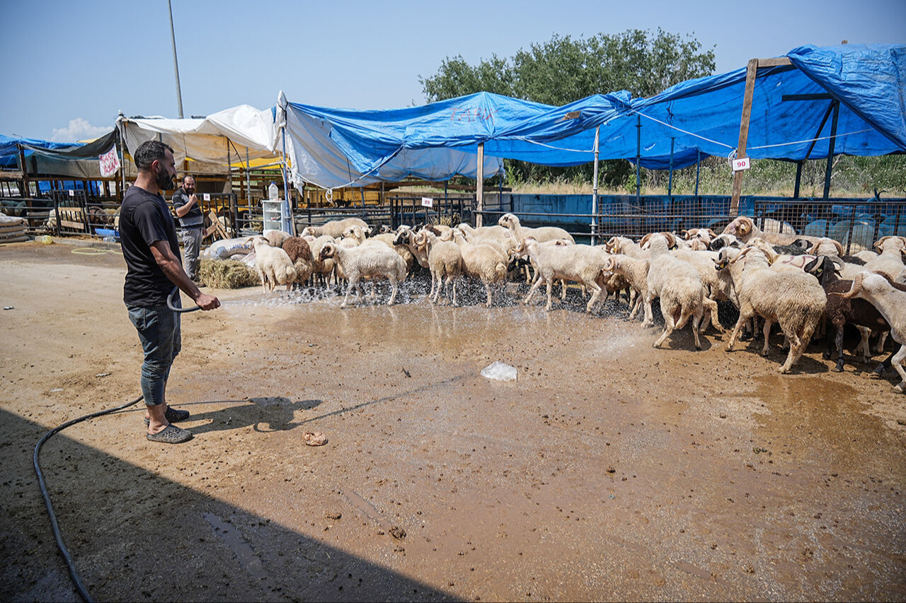İki kişi zor tutuyor! 4 boynuzlu koçlar sosyal medyada meşhur oldu - 1. Resim