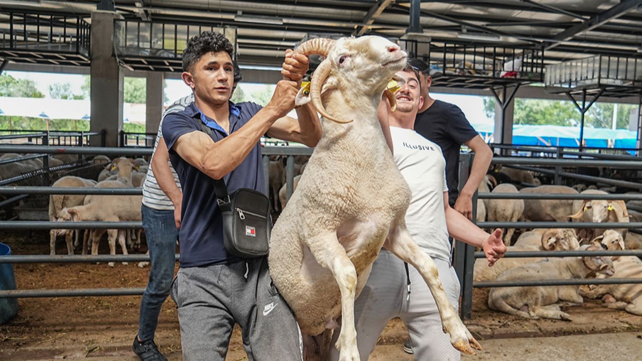 İki kişi zor tutuyor! 4 boynuzlu koçlar sosyal medyada meşhur oldu İki kişi zor tutuyor! 4 boynuzlu koçlar sosyal medyada meşhur oldu