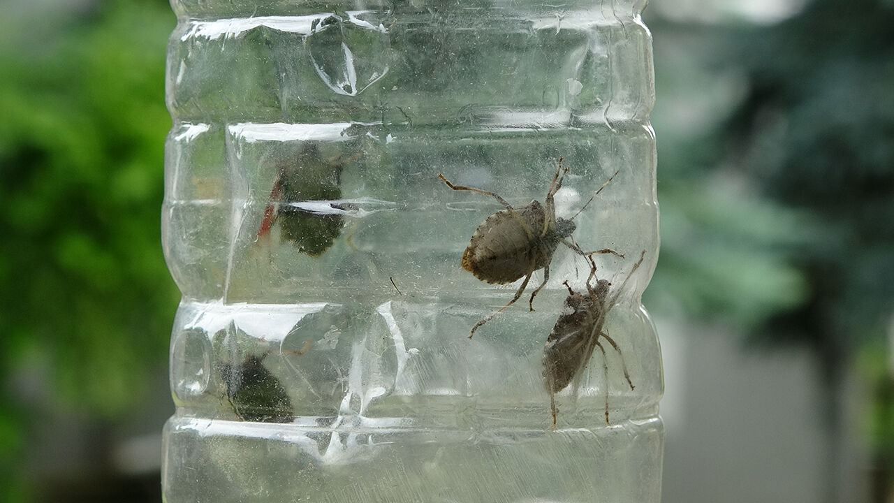 Kahverengi kokarcanın başına ödül koydu: Canlısını getirene para veriyor - 3. Resim