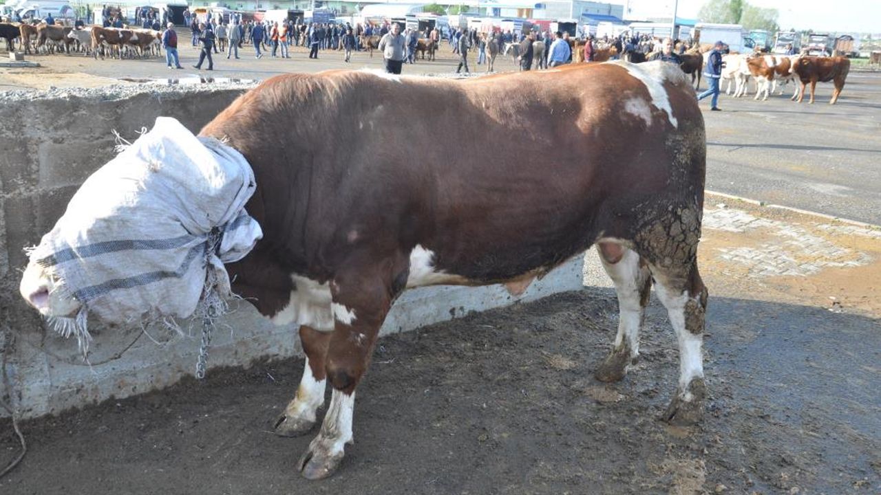 Kurban pazarının en büyüklerinden! 900 kiloluk "Rıfkı" araba fiyatına satıldı Kurban pazarının en büyüklerinden! 900 kiloluk "Rıfkı" araba fiyatına satıldı