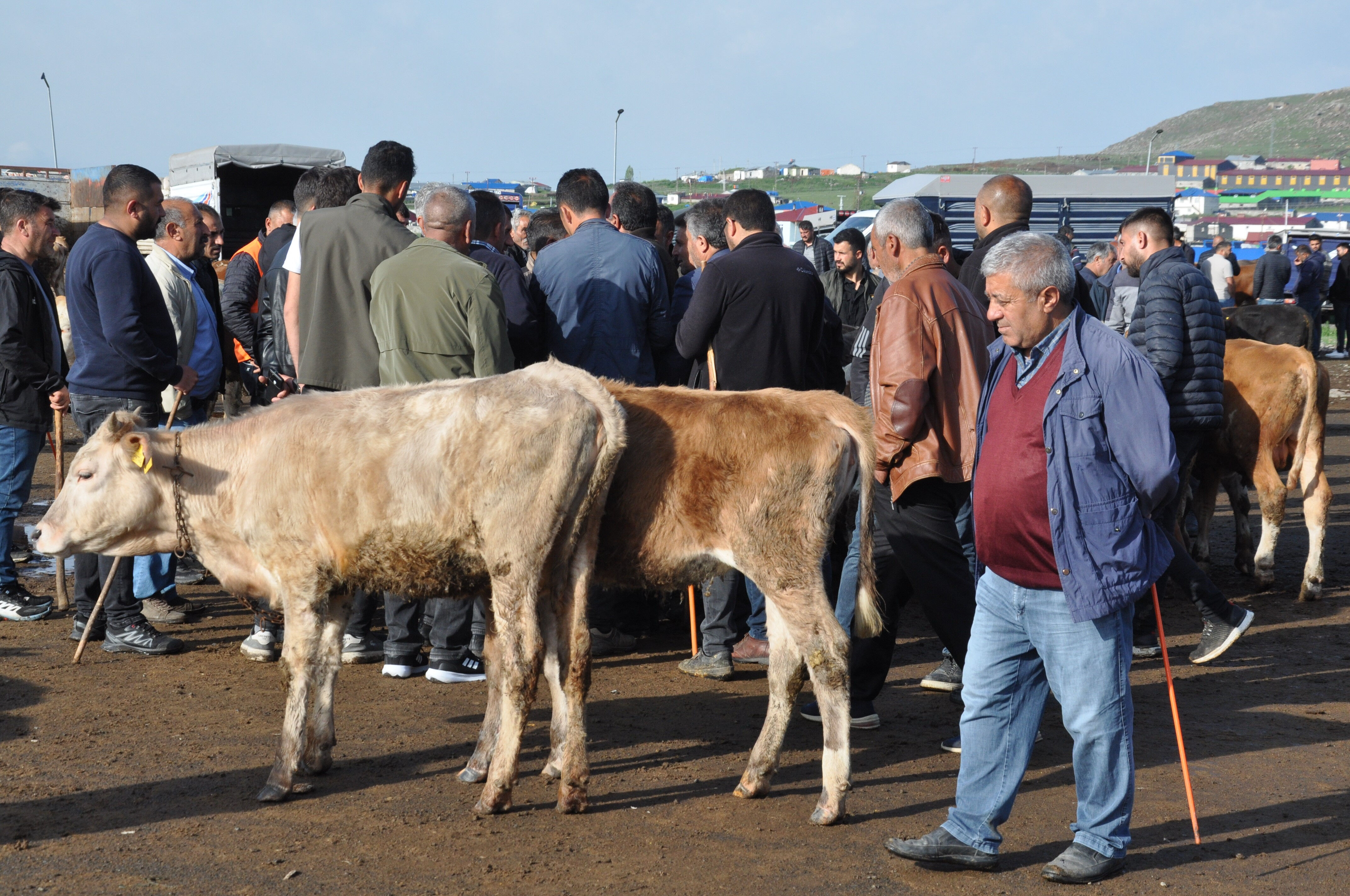 Kurban pazarının en büyüklerinden! 900 kiloluk "Rıfkı" araba fiyatına satıldı Kurban pazarının en büyüklerinden! 900 kiloluk "Rıfkı" araba fiyatına satıldı - 4. Resim