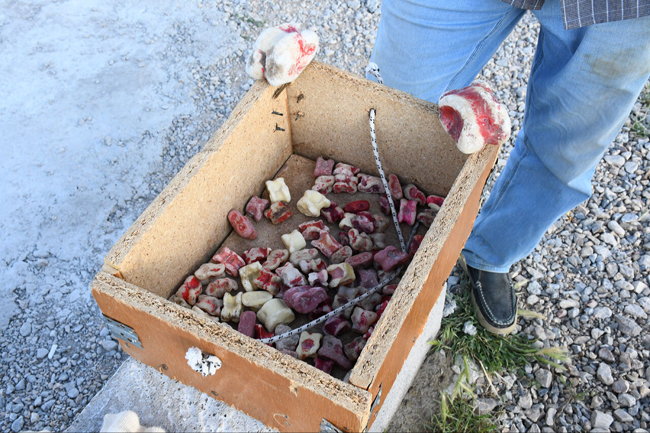 Orta Asya'dan geldiler, TOKİ'ye pist yaptılar! Kırgızlar Türk dünyasının milli oyununu Yozgat'a taşıdı - 3. Resim