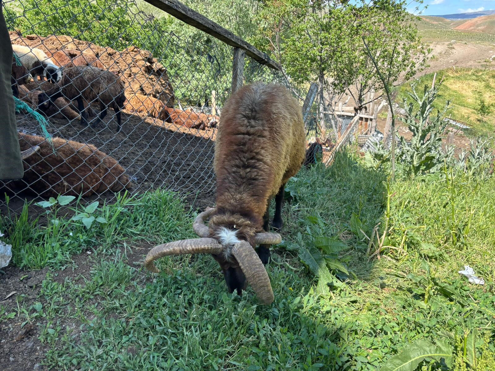 4 boynuzlu kurbanlık! Gören telefona sarıldı, işte fiyatı 4 boynuzlu kurbanlık! Gören telefona sarıldı, işte fiyatı - 2. Resim