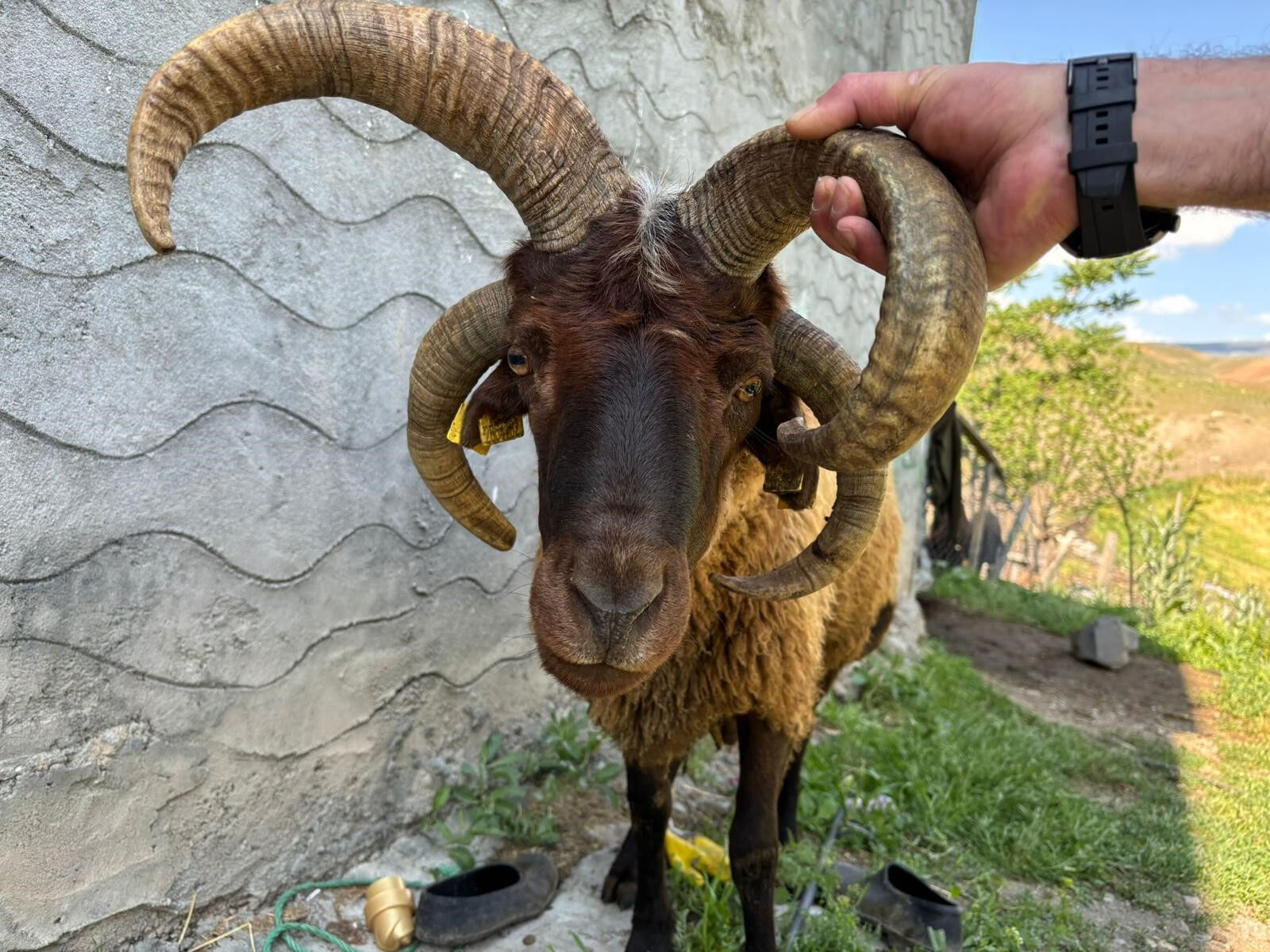 4 boynuzlu kurbanlık! Gören telefona sarıldı, işte fiyatı 4 boynuzlu kurbanlık! Gören telefona sarıldı, işte fiyatı - 1. Resim