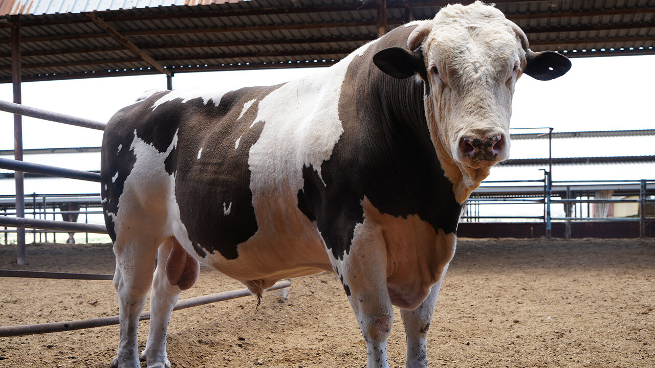 G&uuml;nl&uuml;k 25 kilo yem yiyor, ağırlığı 1,6 ton! İşte T&uuml;rkiye'nin en b&uuml;y&uuml;k kurbanlığı i&ccedil;in istenen &uuml;cret - 1. Resim