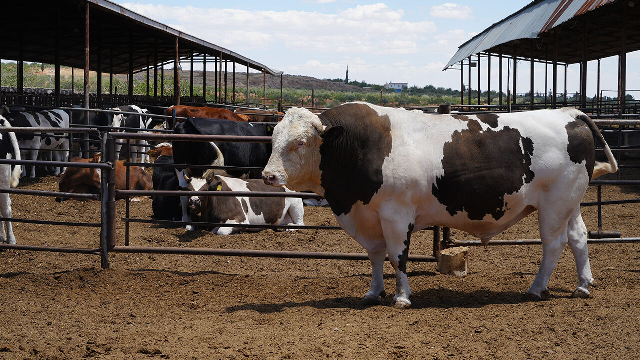 Günlük 25 kilo yem yiyor, ağırlığı 1,6 ton! İşte Türkiye'nin en büyük kurbanlığı için istenen ücret - 2. Resim