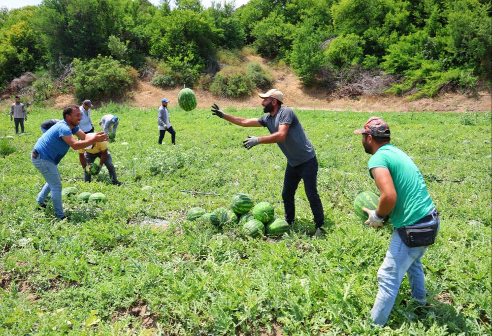 Karpuzun tarla fiyatında büyük düşüş! Ucuza yemek için acele edin, sadece 1 hafta sürecek - 2. Resim