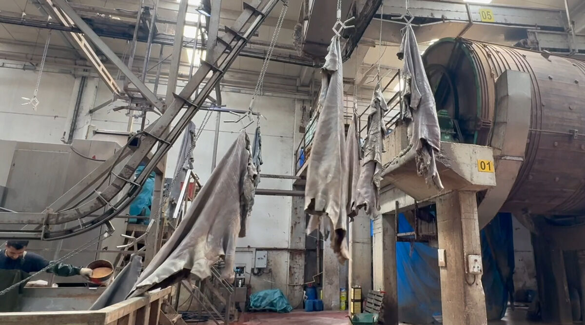 Bayram öncesi "En büyük hata" uyarısı! Kurban derisinin ekonomiye katkısı toplam 400 milyon doları bulabilir Kurban derisinin ekonomiye katkısı 400 milyon doları bulabilir! Bayram öncesi "En büyük hata" diyerek uyardı - 1. Resim