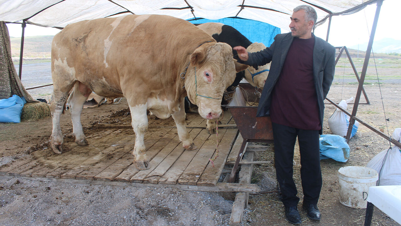 Pazarın ilgi odağı! 1 tonluk kurbanlık i&ccedil;in bakın ne kadar isteniyor - 1. Resim